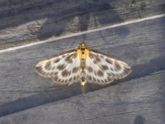 Nesleengmott (Anania hortulata)