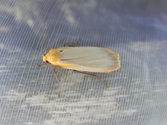 Barlavspinner (Eilema depressa)