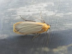 Barlavspinner (Eilema depressa)