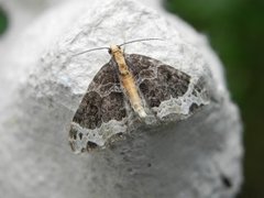 Springfrødråpemåler (Ecliptopera capitata)