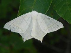 Stjertmåler (Ourapteryx sambucaria)