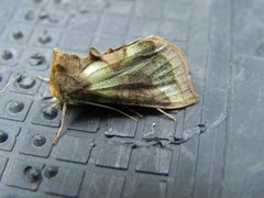 Mindre båndmetallfly (Diachrysia stenochrysis)