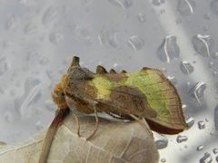 Mindre båndmetallfly (Diachrysia stenochrysis)