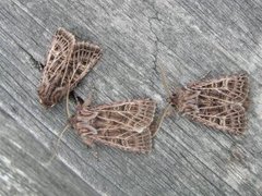 Hvitribbet åkerfly (Tholera decimalis)