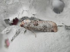 Rødkantfly (Epilecta linogrisea)