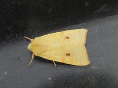 Blekt gulfly (Xanthia icteritia)