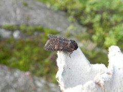 Gulringet åkerfly (Tholera cespitis)