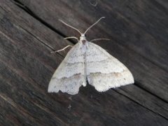 Linjelundmåler (Mesotype parallelolineata)