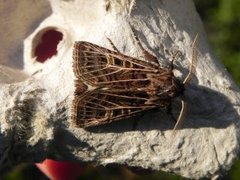 Hvitribbet åkerfly (Tholera decimalis)