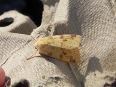 Blekt gulfly (Xanthia icteritia)