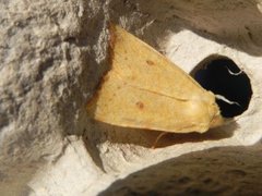 Blekt gulfly (Xanthia icteritia)