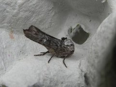 Skogkvistfly (Xylena solidaginis)