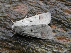 Pudderfly (Ammoconia caecimacula)