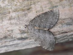 Olivenbjørkemåler (Epirrita christyi)