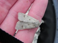 Pudderfly (Ammoconia caecimacula)