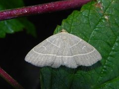 Olivenfly (Trisateles emortualis)