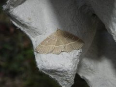 Olivenfly (Trisateles emortualis)