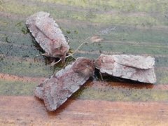 Fiolett vårfly (Cerastis rubricosa)