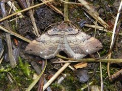 Brun rosemåler (Anticlea badiata)