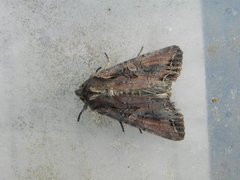 Brunt lundfly (Lacanobia suasa)