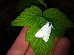 Hvitt kveldfly (Acronicta leporina)