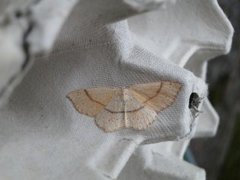 Punktløvmåler (Cyclophora punctaria)