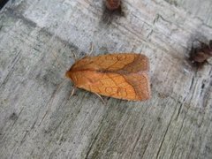 Gullfagerfly (Pyrrhia umbra)