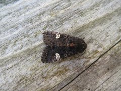 Svart hagefly (Melanchra persicariae)