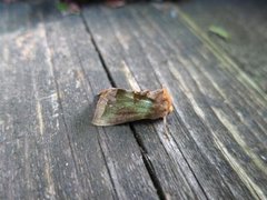 Mindre båndmetallfly (Diachrysia stenochrysis)