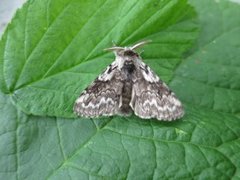 Granbørstespinner (Calliteara abietis)