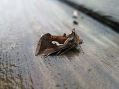 Dråpemetallfly (Macdunnoughia confusa)