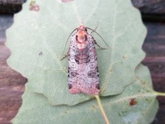 Rødkantfly (Epilecta linogrisea)