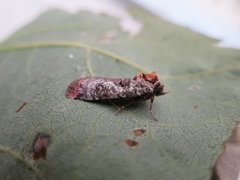 Rødkantfly (Epilecta linogrisea)