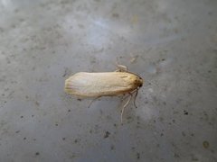 Barlavspinner (Eilema depressa)