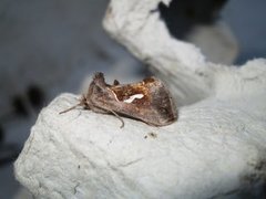 Dråpemetallfly (Macdunnoughia confusa)