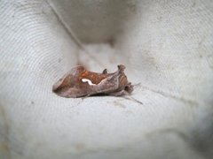 Dråpemetallfly (Macdunnoughia confusa)