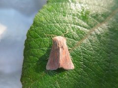 Starrfly (Denticucullus pygmina)