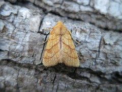 Lindegulfly (Tiliacea citrago)