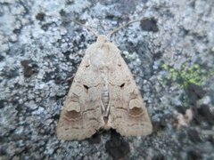 Pudderfly (Ammoconia caecimacula)