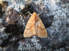 Lindegulfly (Tiliacea citrago)