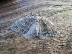 Olivenbjørkemåler (Epirrita christyi)