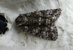 Syrekveldfly (Acronicta rumicis)