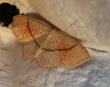 Punktløvmåler (Cyclophora punctaria)