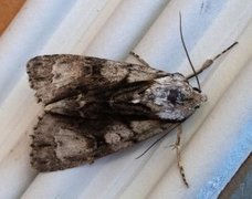 Orekveldfly (Acronicta alni)