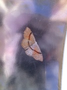 Punktløvmåler (Cyclophora punctaria)