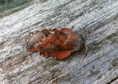 Rødbrun bladspinner (Phyllodesma ilicifolia)