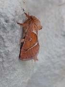 Rød roteter (Triodia sylvina)