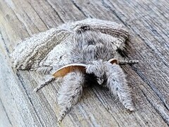 Bøkebørstespinner (Calliteara pudibunda)