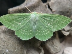 Kjempebladmåler (Geometra papilionaria)