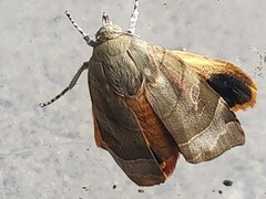 Bredbåndfly (Noctua fimbriata)